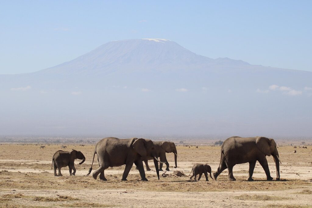 Safari in Kenya. Elephants