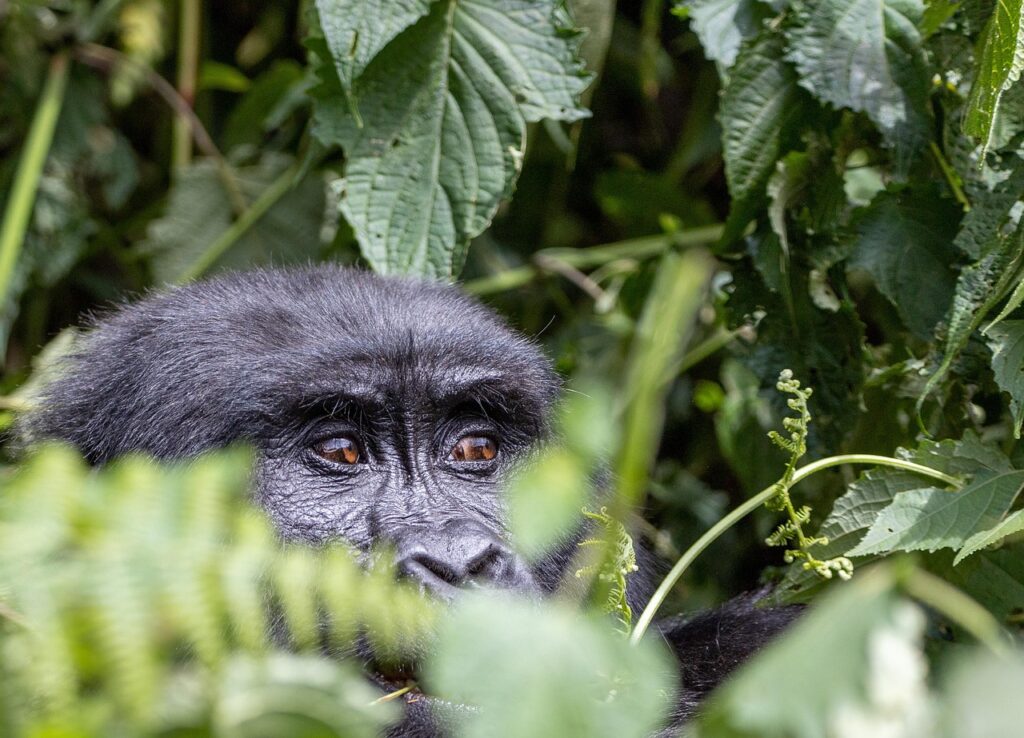 A gorilla hiding in the jungle in Uganda