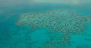 Great Barrier Reef dive