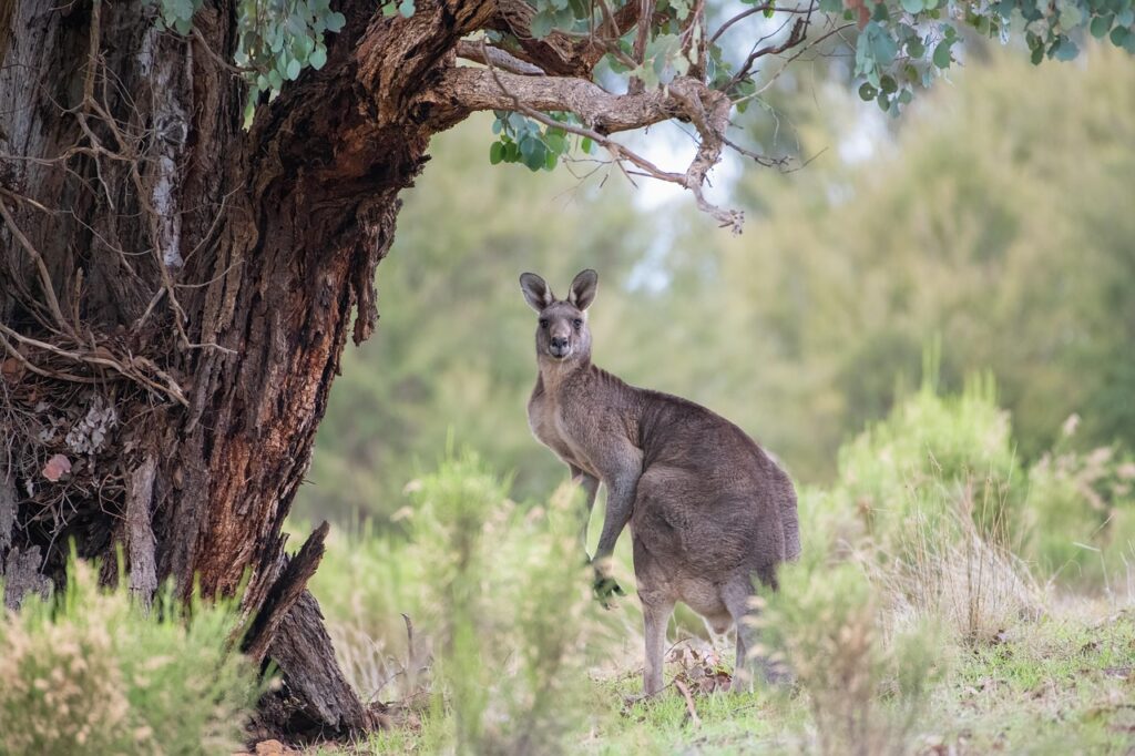 A photo of a kangaroo captured in Australia