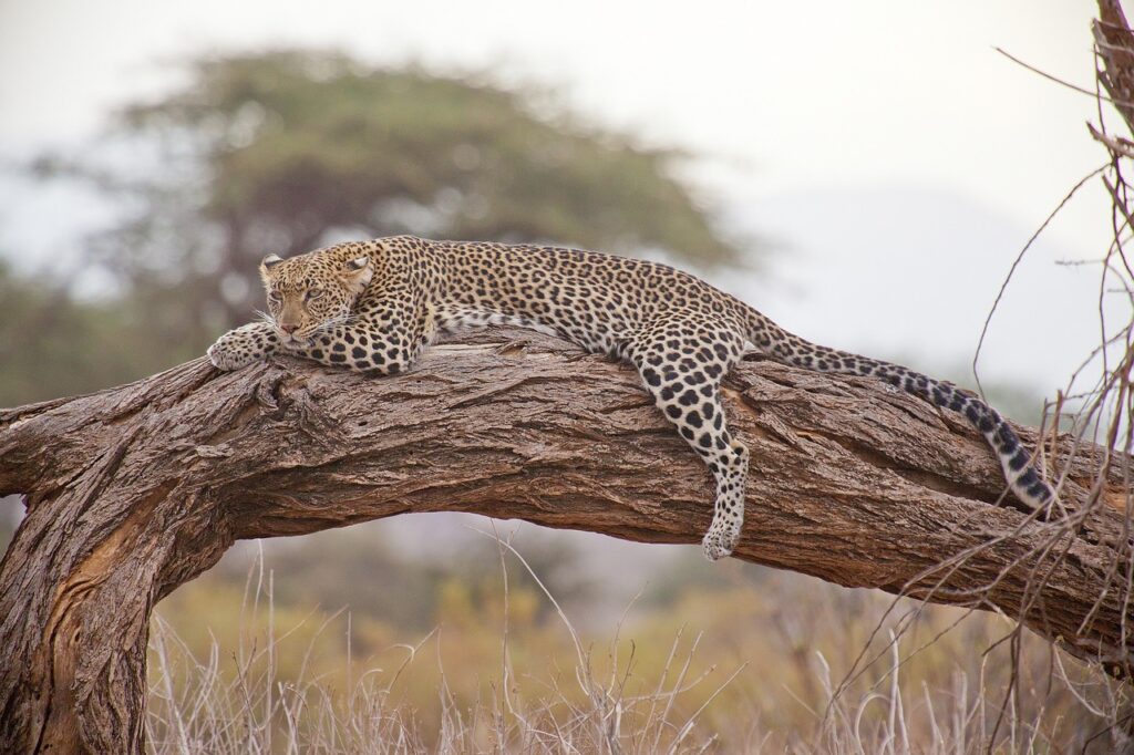 A leopard sleeping on a tree