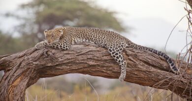 A leopard sleeping on a tree