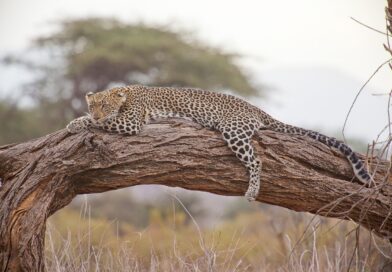 A leopard sleeping on a tree