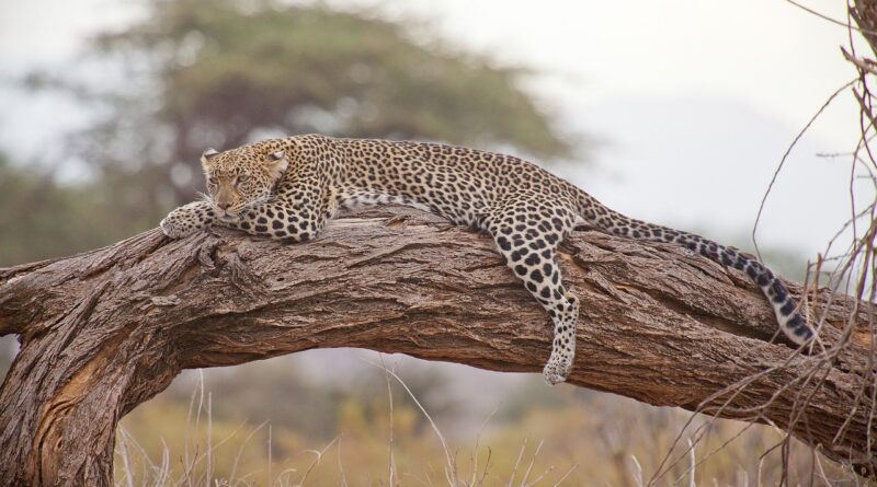A leopard sleeping on a tree