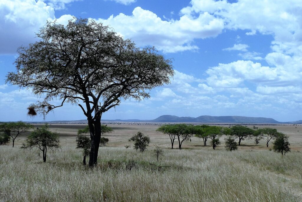 Tanzania is a top spot for an african safari