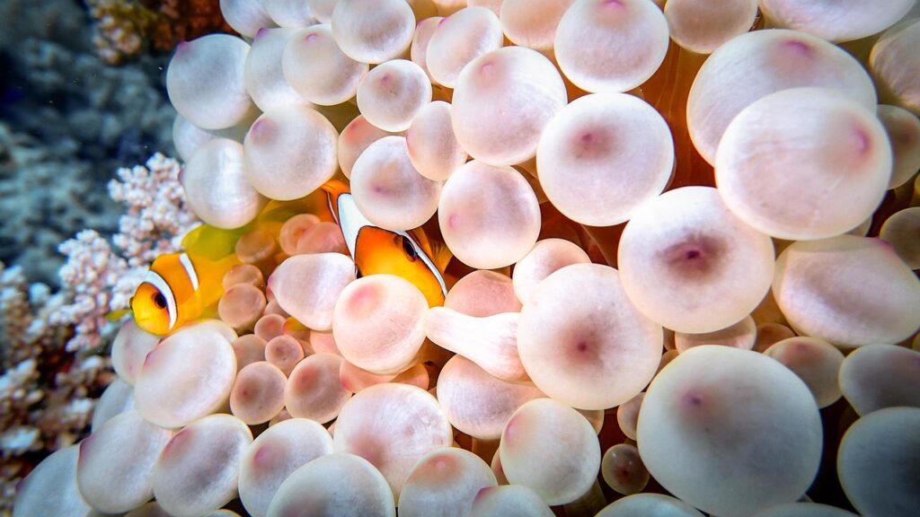 Clownfish aka Nemo - Great Barrier Reef