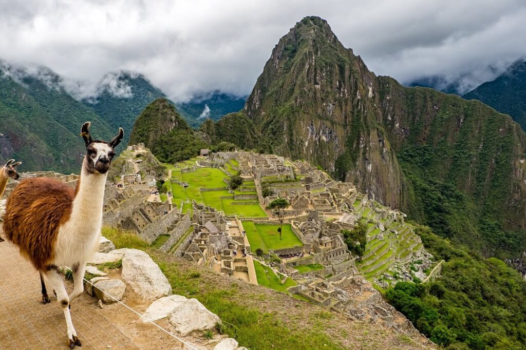 Lama photographed in Machu Picchu, Peru