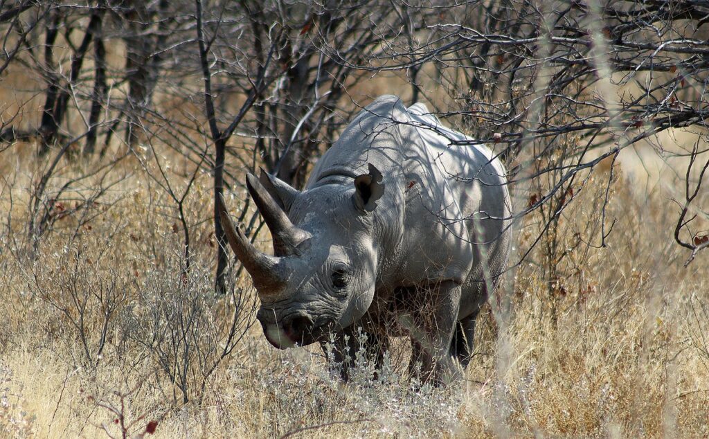 A rhino captured in Etosha National Park, Namibia. 