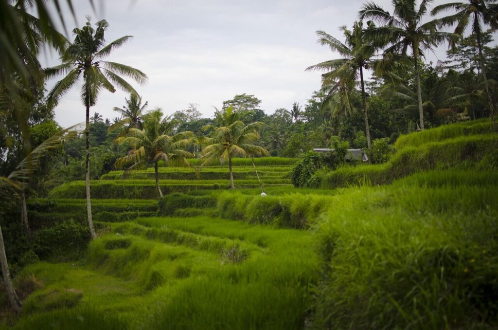 Rice fields in Ubud, Bali. Great place for solo travel