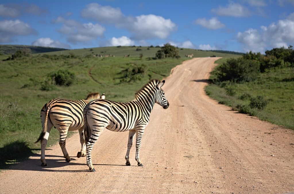 Two zebras in South Africa
