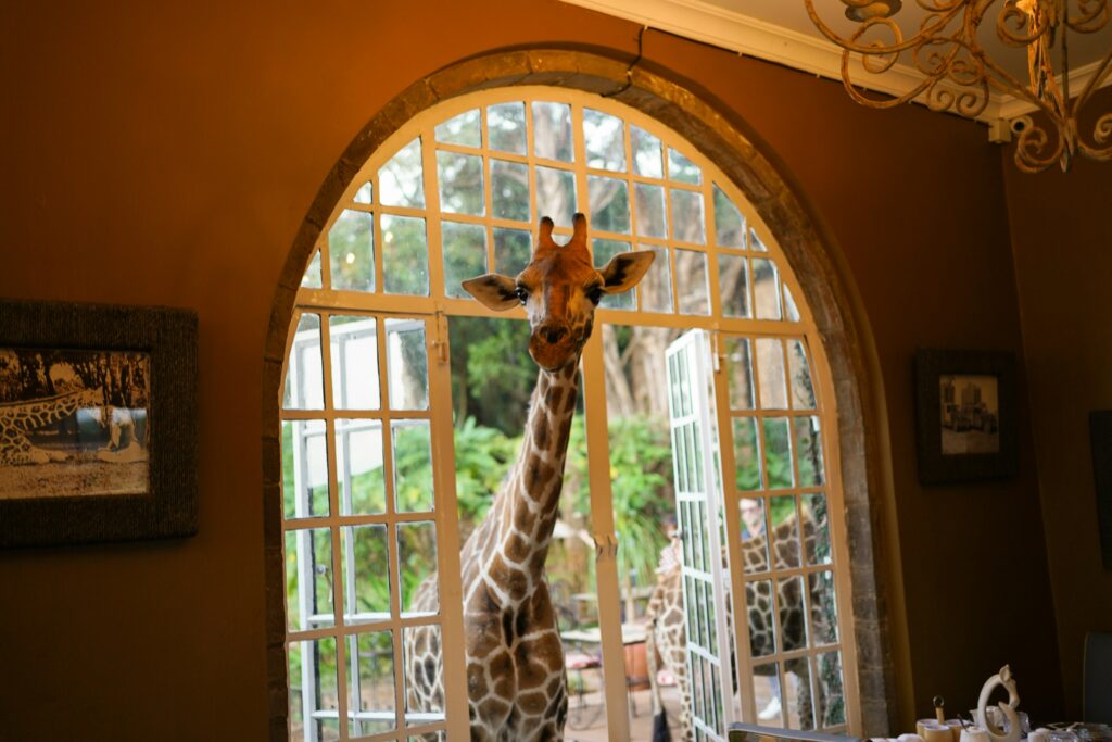 A giraffe sticking it's head through the window at Giraffe Manor in Kenya