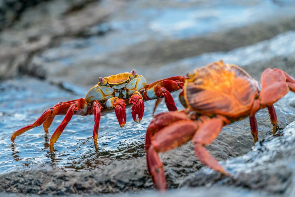 One of the highlights of a trip to the Galapagos Islands is to see these brightly coloured Sally Lightfoot crabs