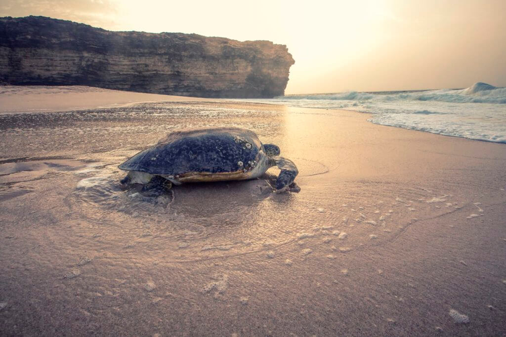 a turtle on the beach at ras al jinz turtle reserve lodge