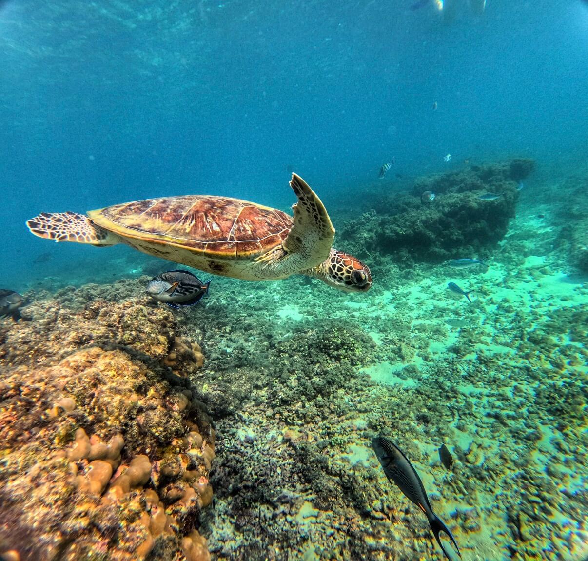 Snorkeling with turtles underwater