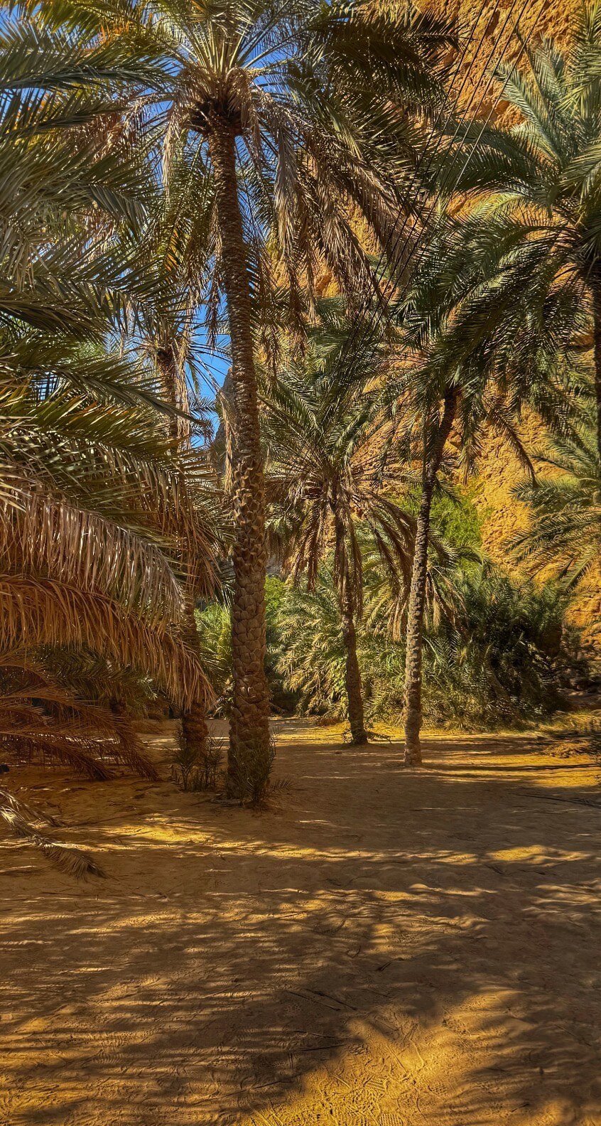 Palm Trees on the Wadi Shab hike