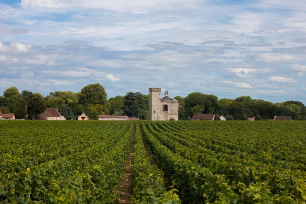 A vineyard in Borgundy region in France