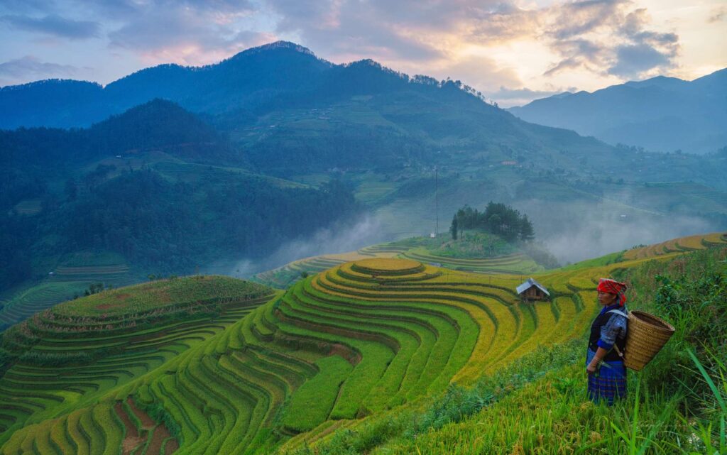 Bali vs Thailand travel guide — rice terrace fields