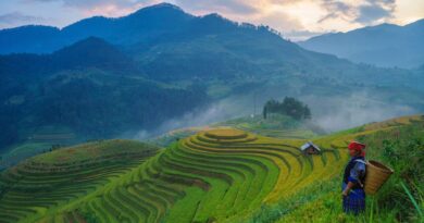 Bali vs Thailand travel guide — rice terrace fields