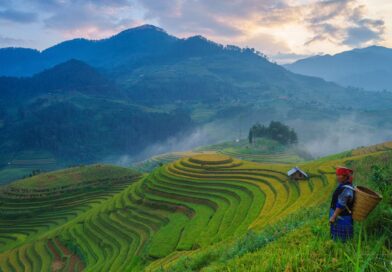 Bali vs Thailand travel guide — rice terrace fields
