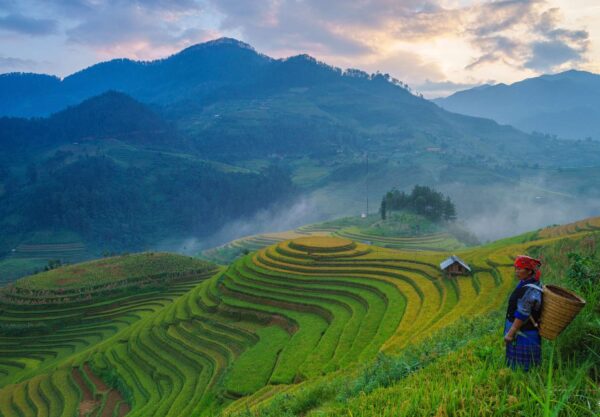 Bali vs Thailand travel guide — rice terrace fields