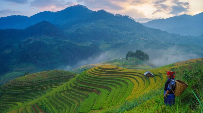 Bali vs Thailand travel guide — rice terrace fields