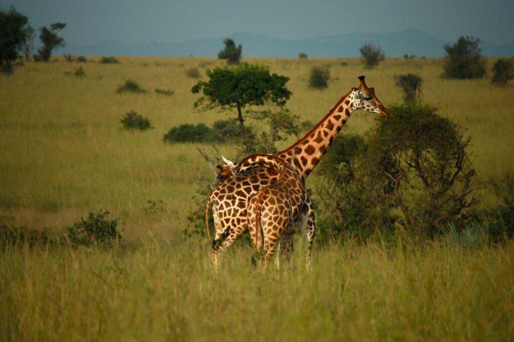 Savanna landscape and wildlife in Kidepo Valley National Park, Uganda
